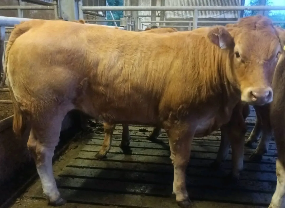 Super Breeding Heifers - Image 3
