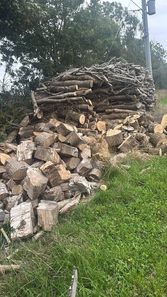 Hardwood ash firewood - Image 3