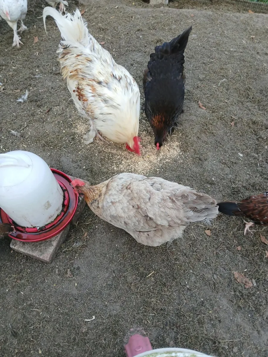 Copper maran and Bantams - Image 3