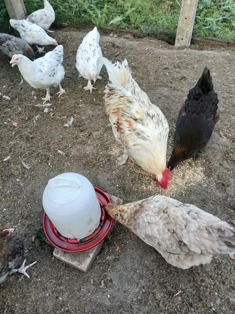 Copper maran and Bantams - Image 4