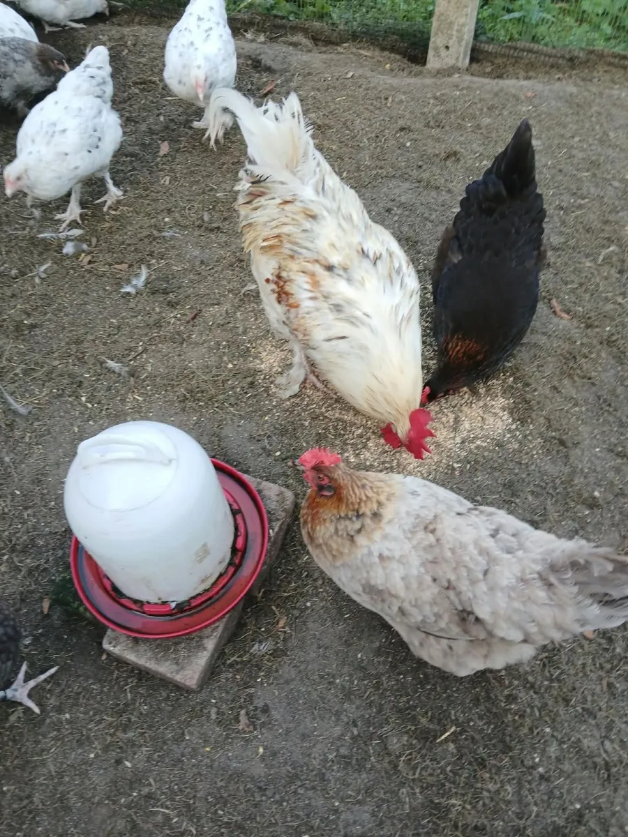 Copper maran and Bantams - Image 2