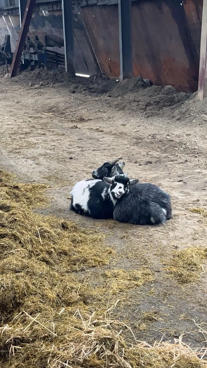 Pygmy goats - Image 2