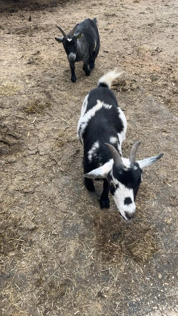 Pygmy goats - Image 1