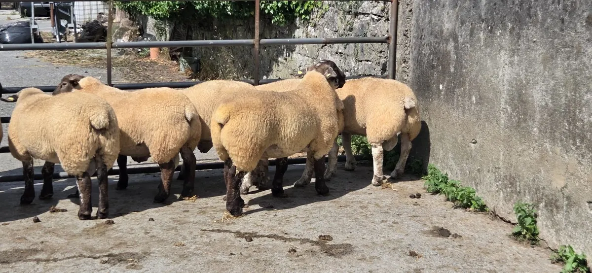 Suftex Rams - Image 2