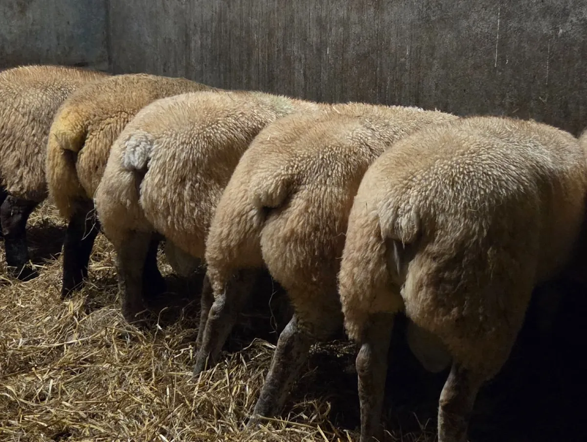 Suftex Rams - Image 3