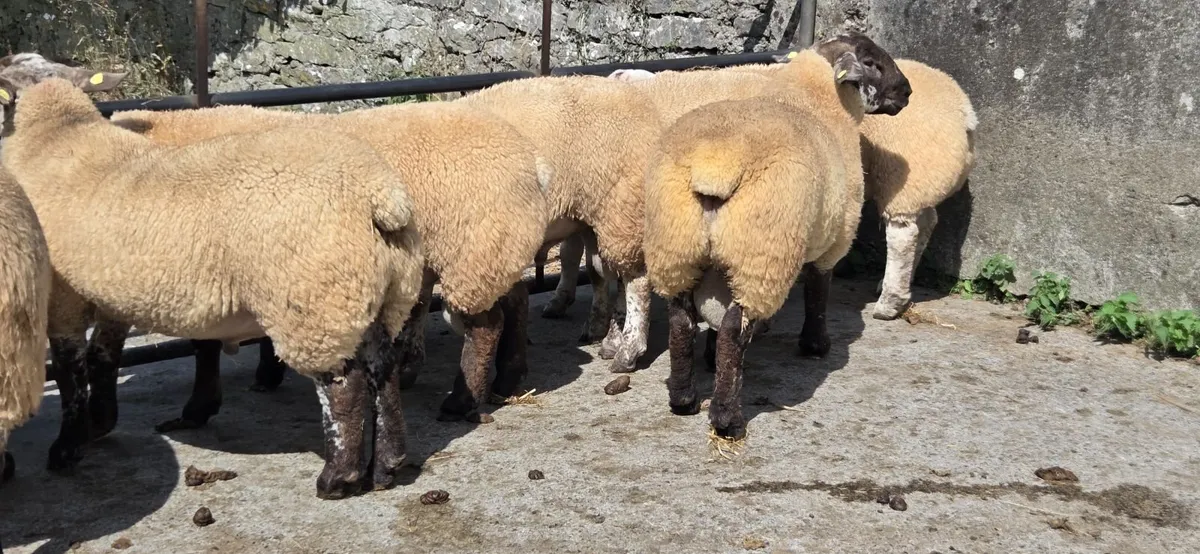 Suftex Rams - Image 4