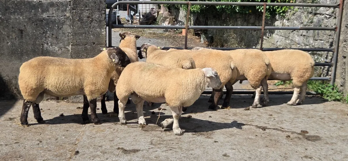 Suftex Rams - Image 1