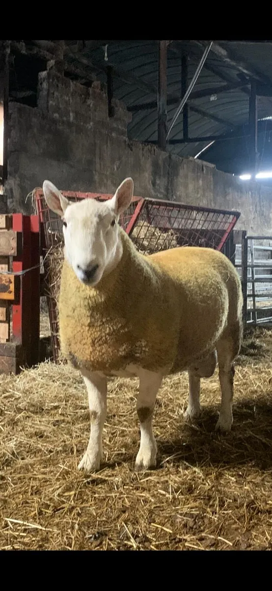 North Country Cheviot Ram - Image 1