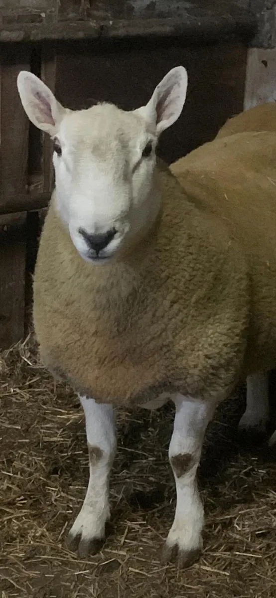 North Country Cheviot Ram - Image 2