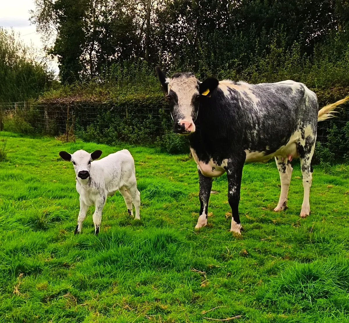 Cattle - Image 1