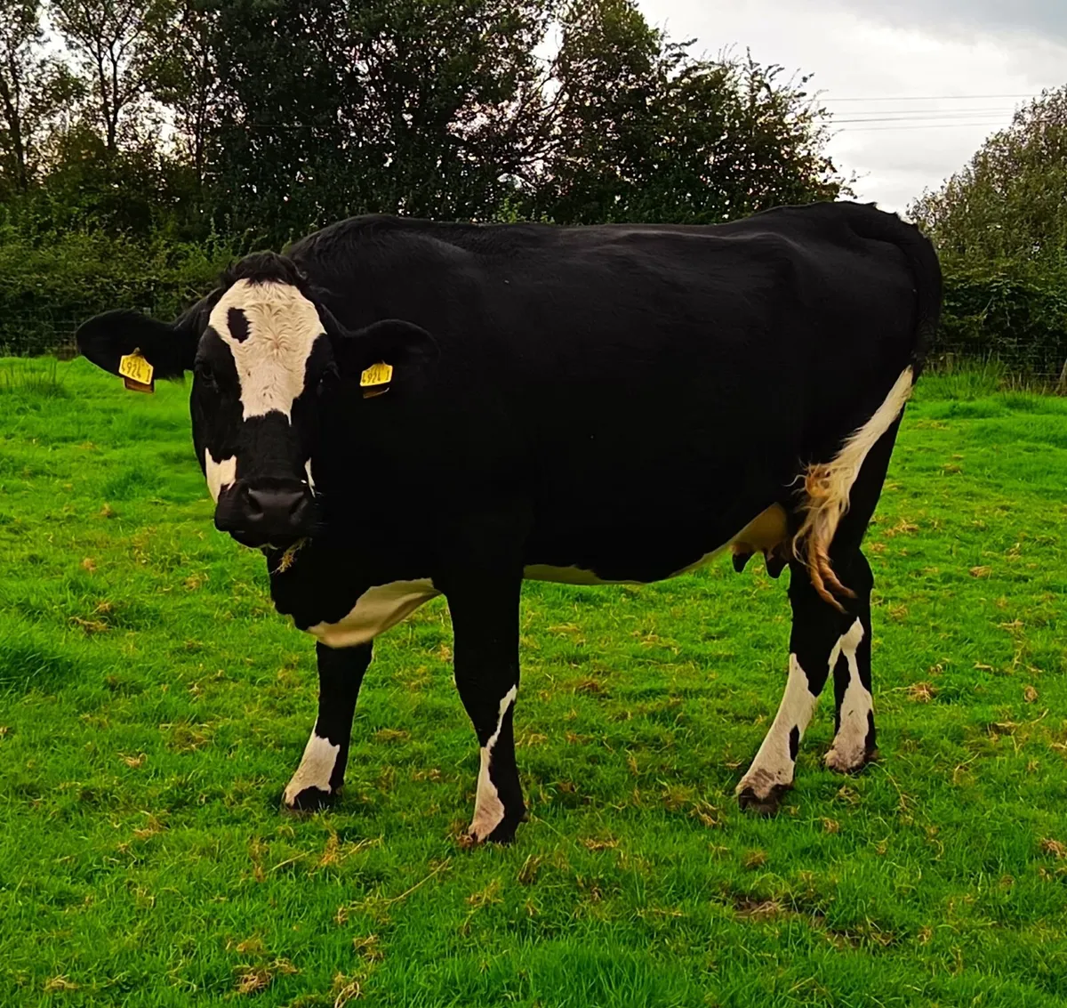 Cattle - Image 2