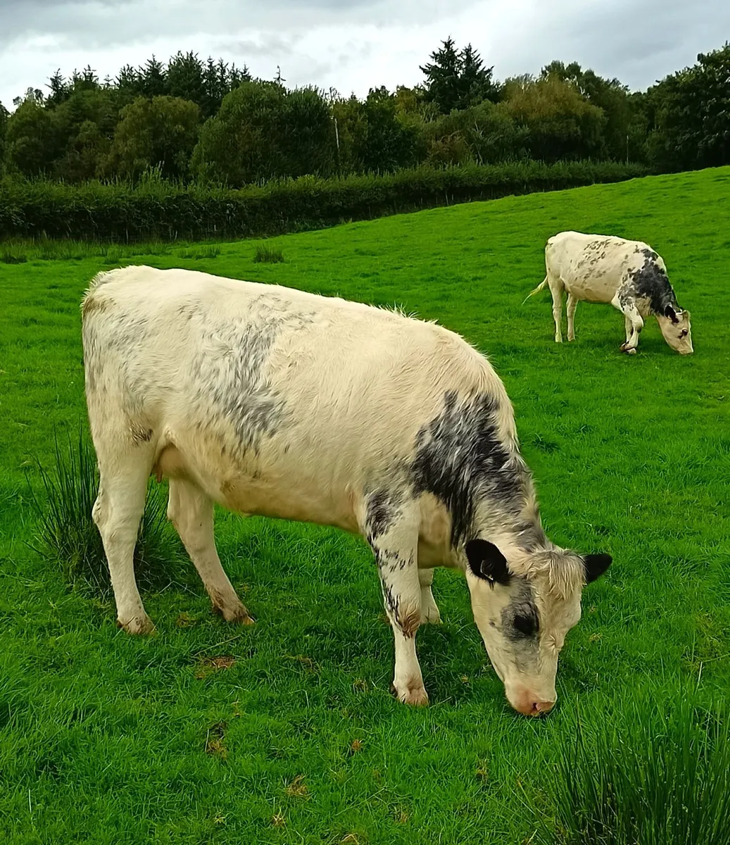 Cattle - Image 3