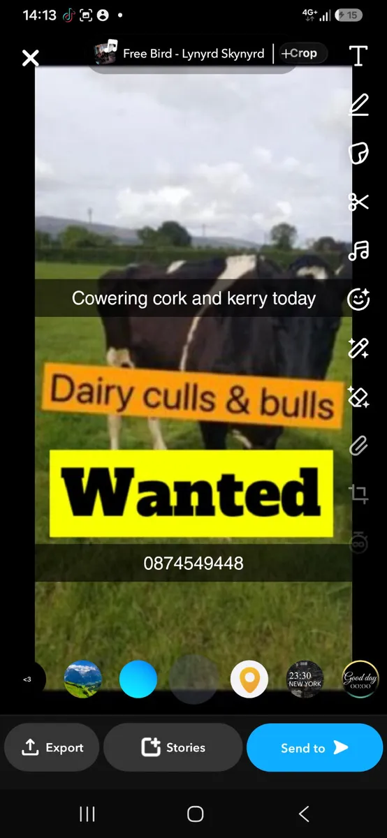 We buy all types of cattle