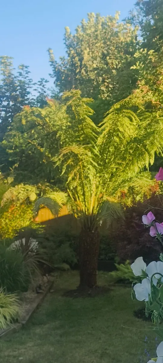 Fern tree - Image 3