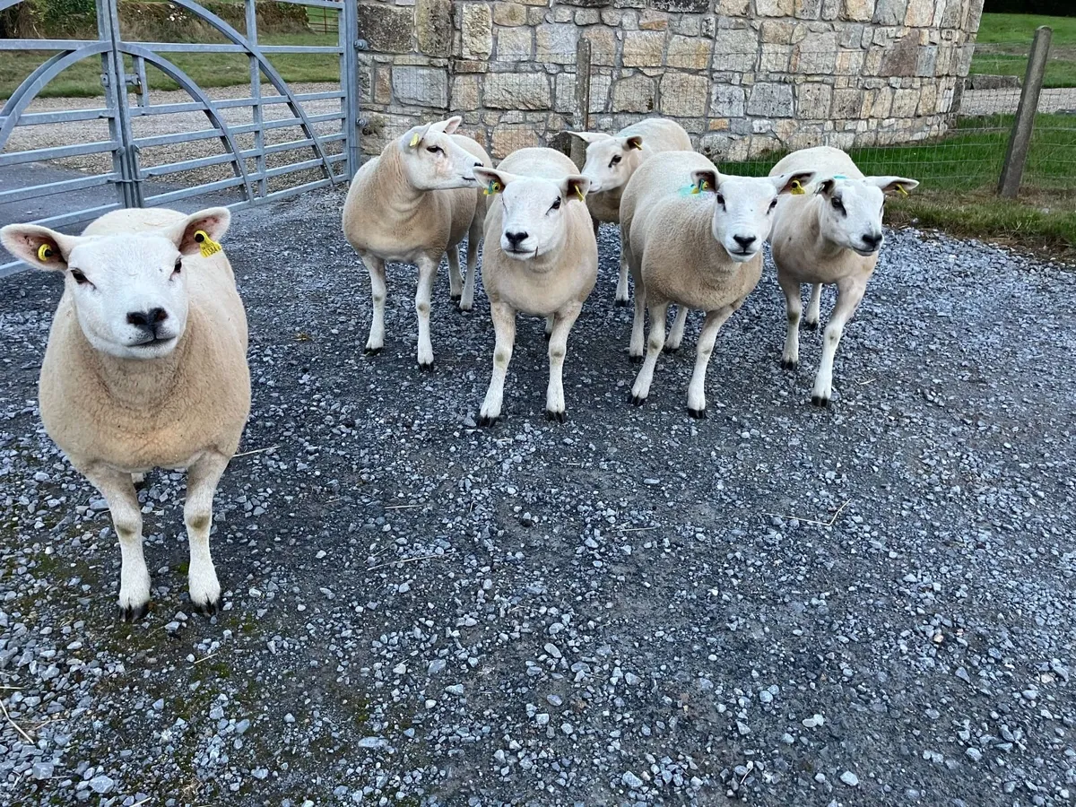 Pedigree Registered Texel Hogget Ewes - Image 1