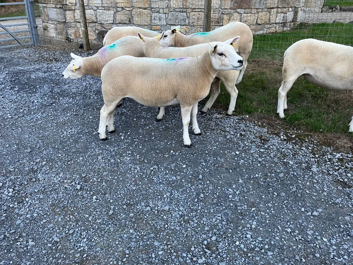 Pedigree Registered Texel Hogget Ewes - Image 3