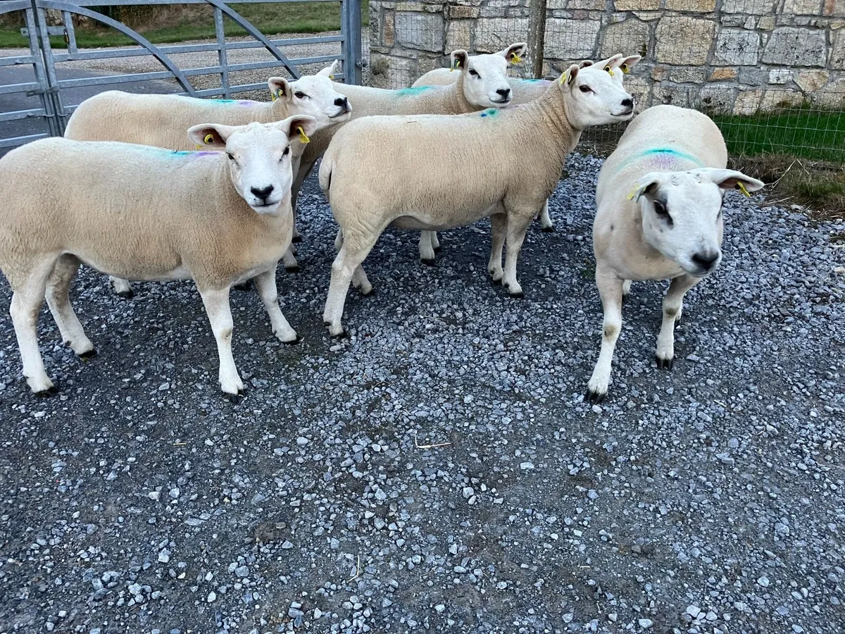 Pedigree Registered Texel Hogget Ewes - Image 4