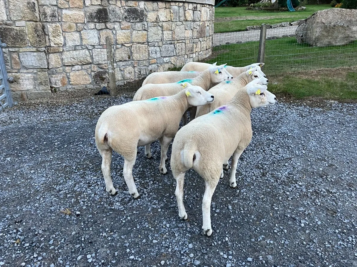 Pedigree Registered Texel Hogget Ewes - Image 2