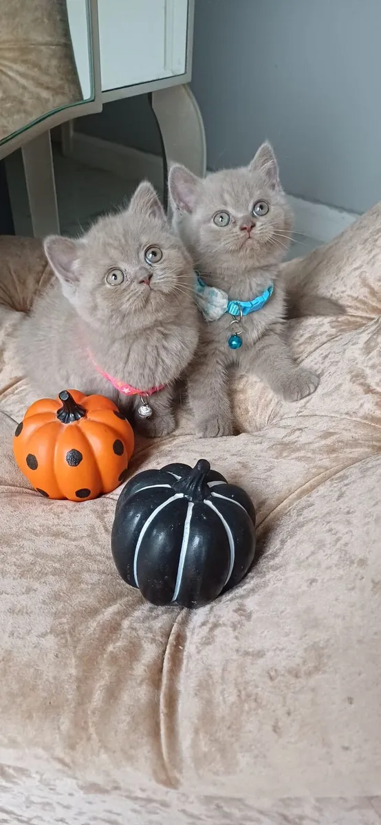 Amazing Purebred British Shorthair kittens 🥰 - Image 1