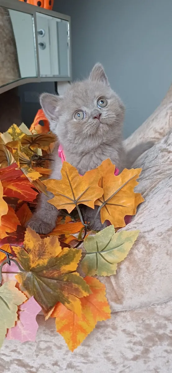 Amazing Purebred British Shorthair kittens 🥰 - Image 3