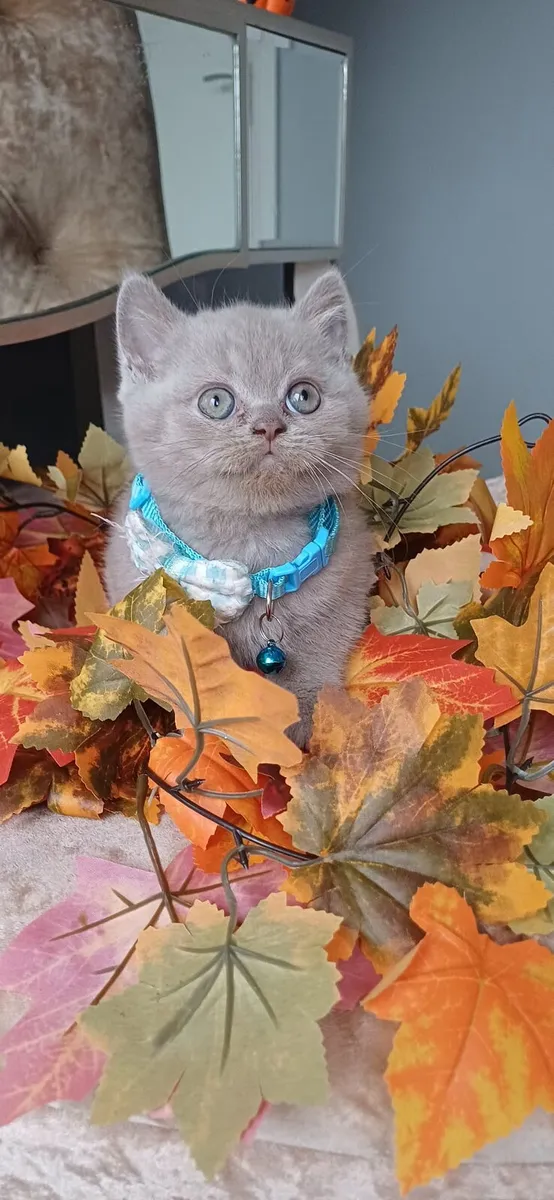 Amazing Purebred British Shorthair kittens 🥰 - Image 4