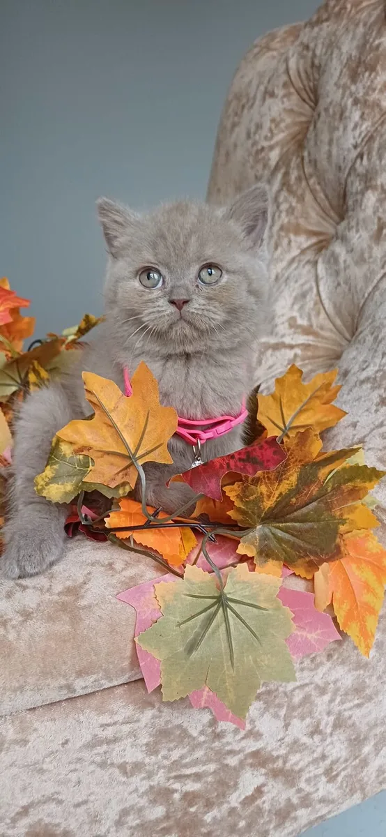 Amazing Purebred British Shorthair kittens 🥰 - Image 2