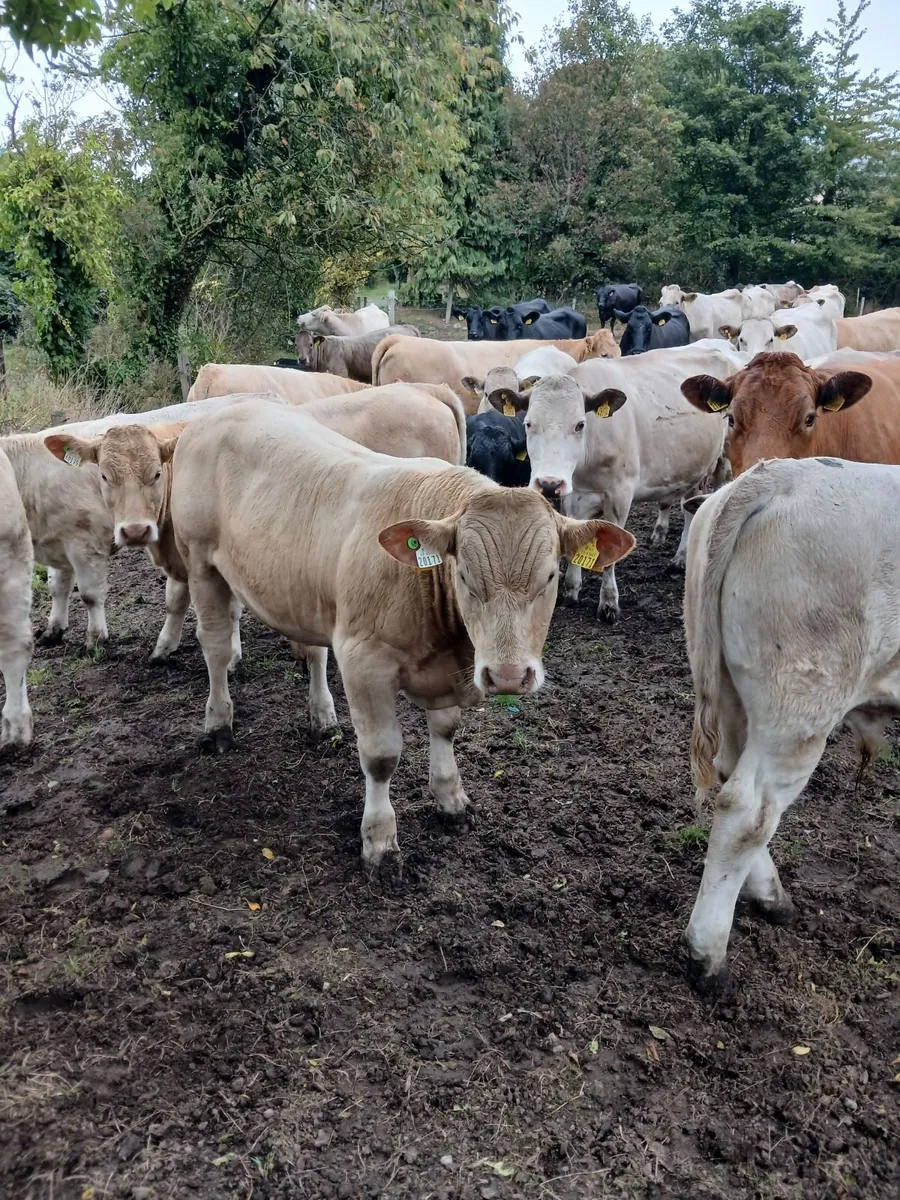 Beef cattle - Image 1