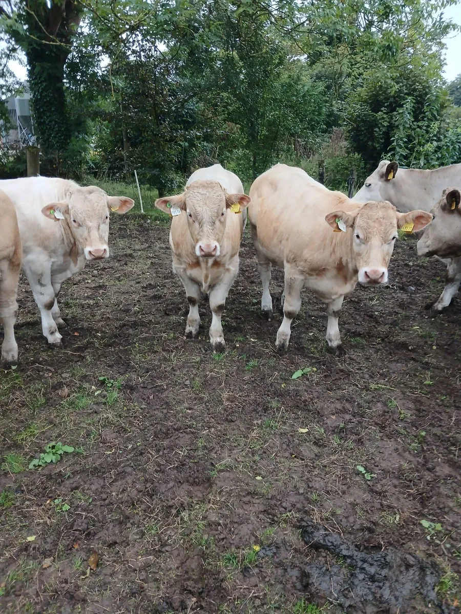 Beef cattle - Image 2