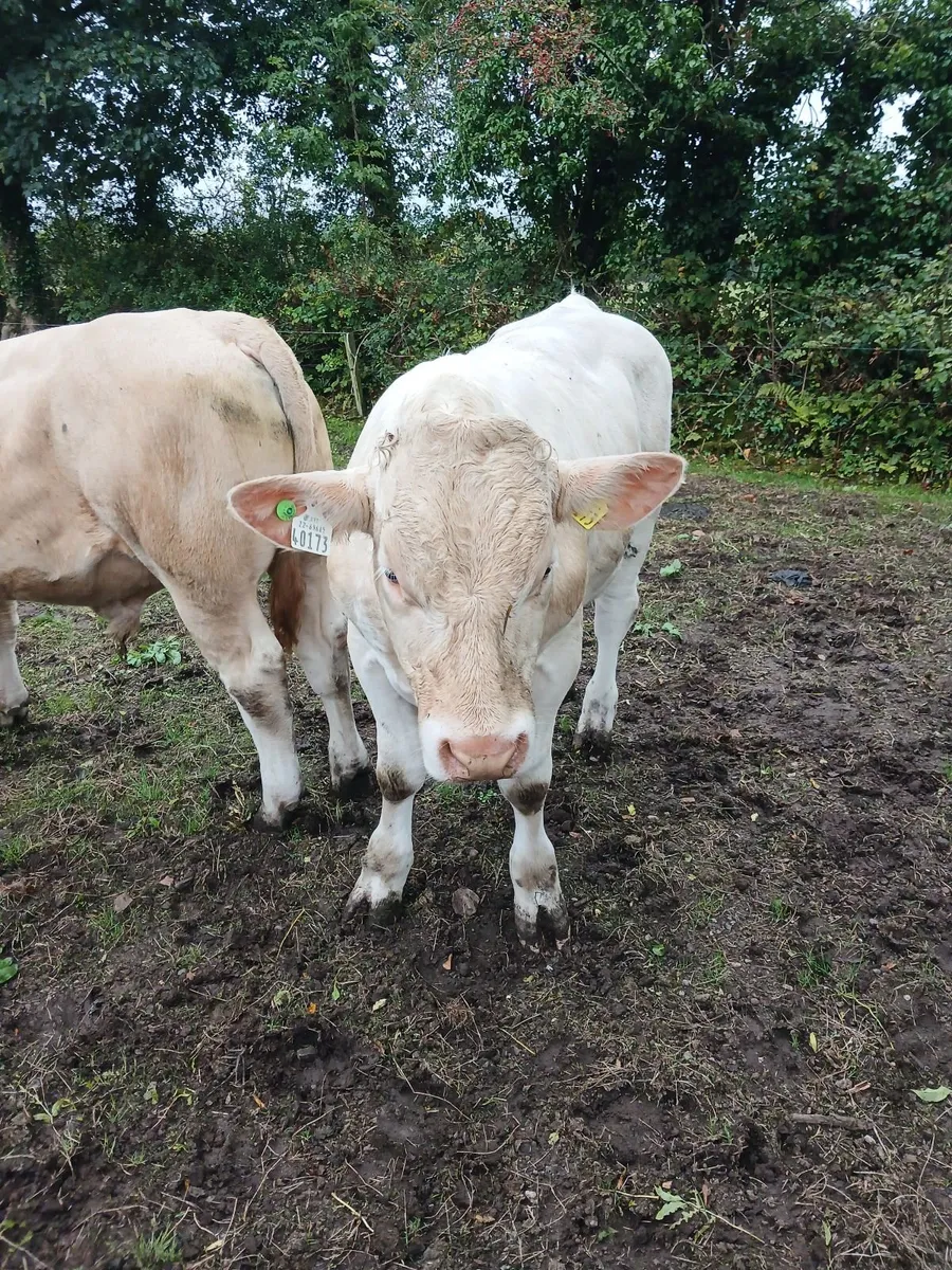 Beef cattle - Image 3
