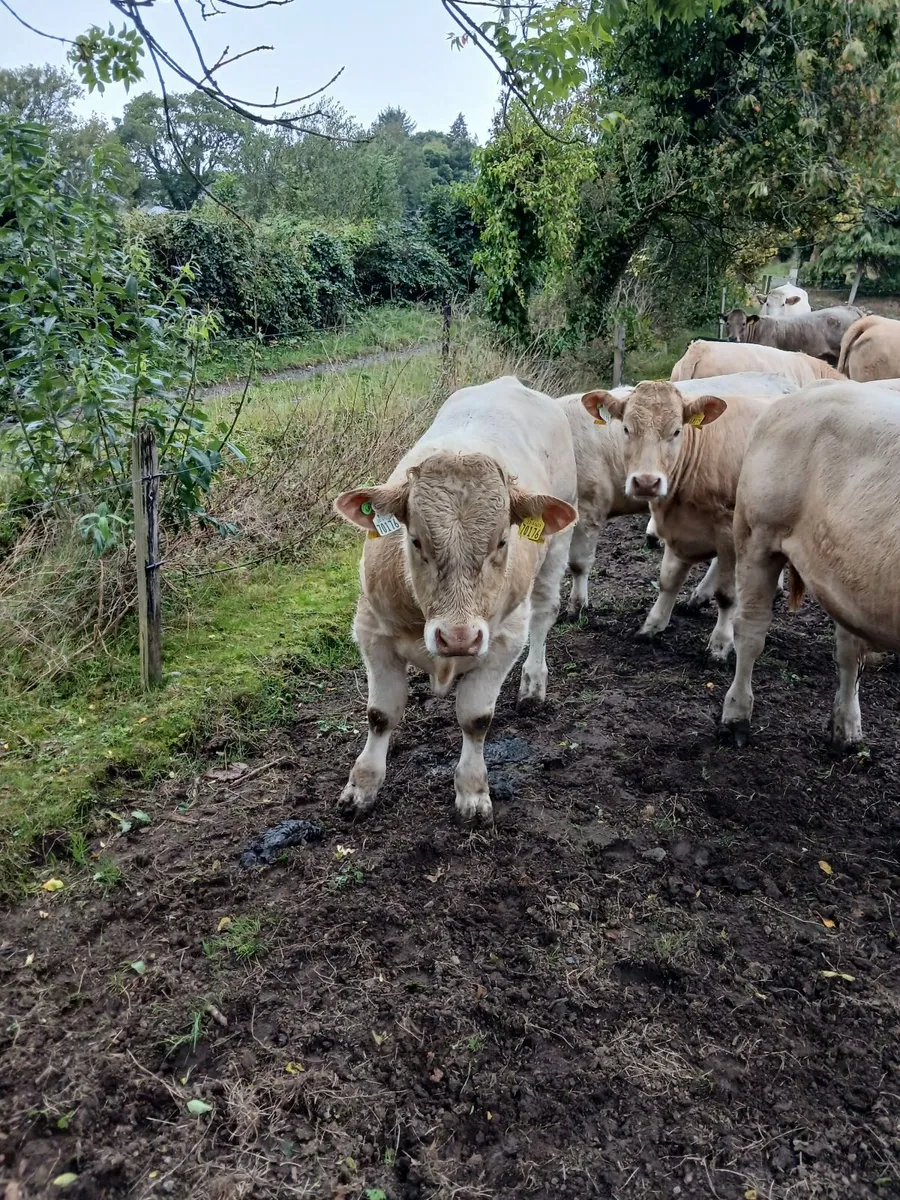 Beef cattle - Image 4