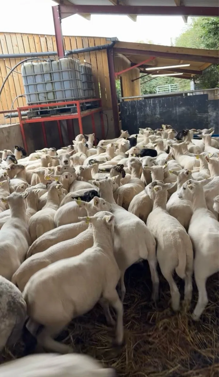 120 super 35kg ewe lambs 🔥 - Image 1