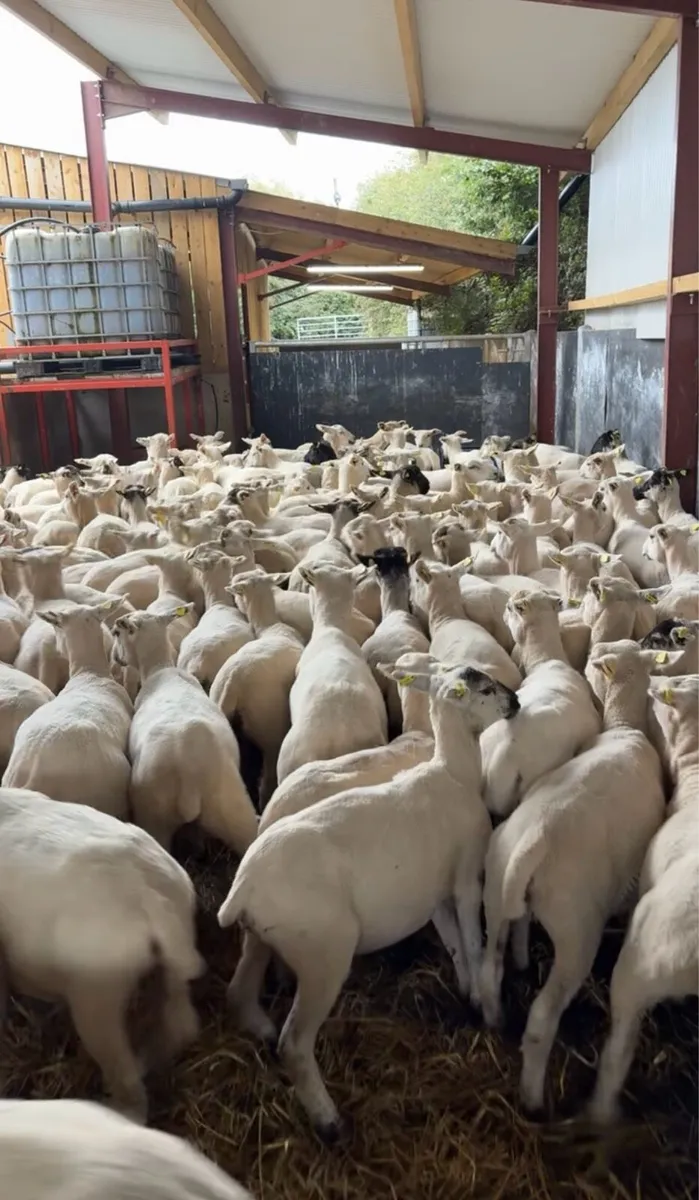 120 super 35kg ewe lambs 🔥 - Image 3