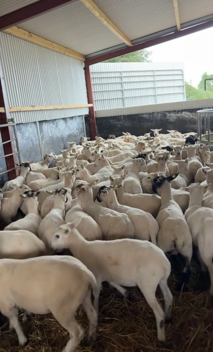 120 super 35kg ewe lambs 🔥 - Image 4