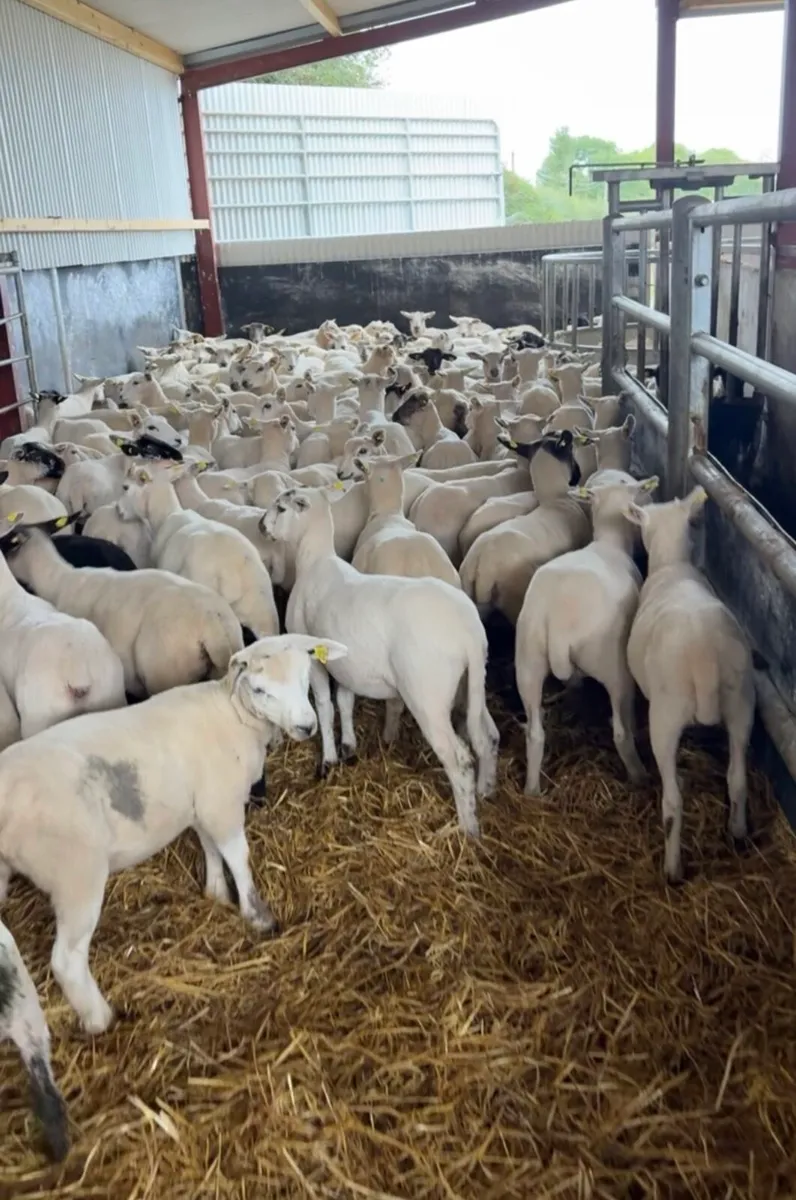 120 super 35kg ewe lambs 🔥 - Image 2
