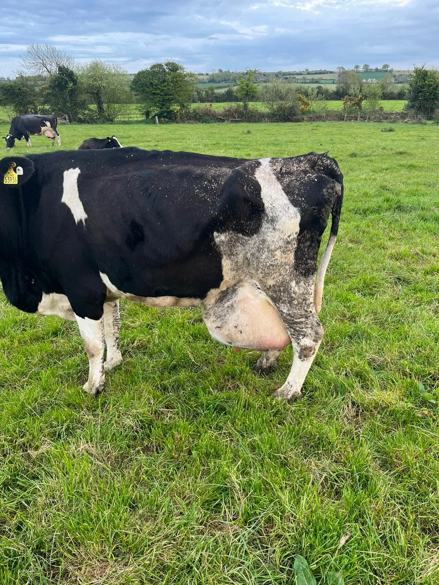 CULL COWS WANTED NATIONWIDE