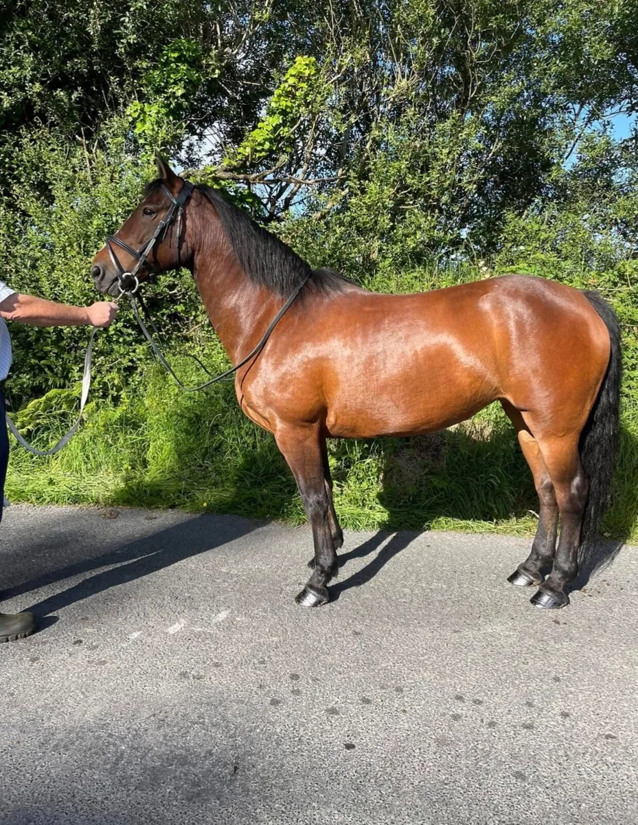Connemara colt foal - Image 4