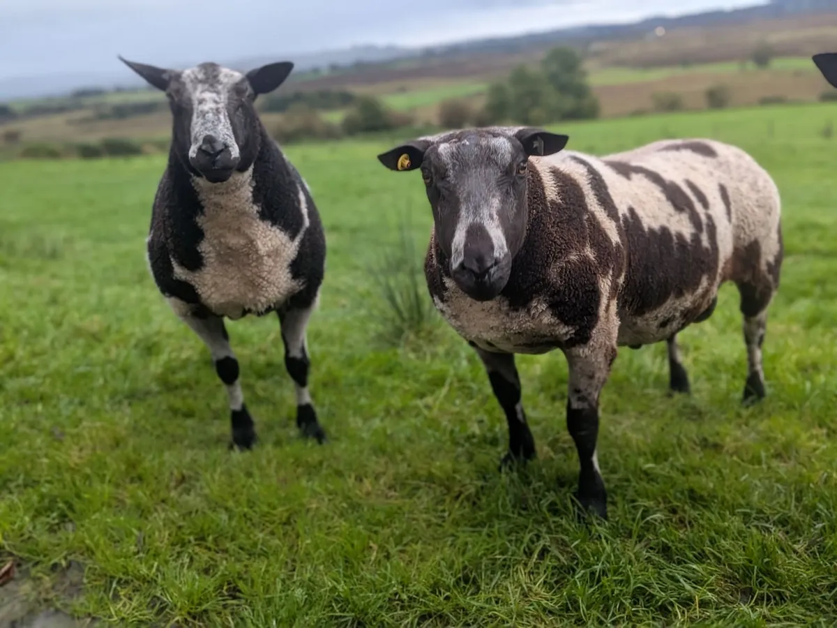 Ram  Dutch spotted - Image 3