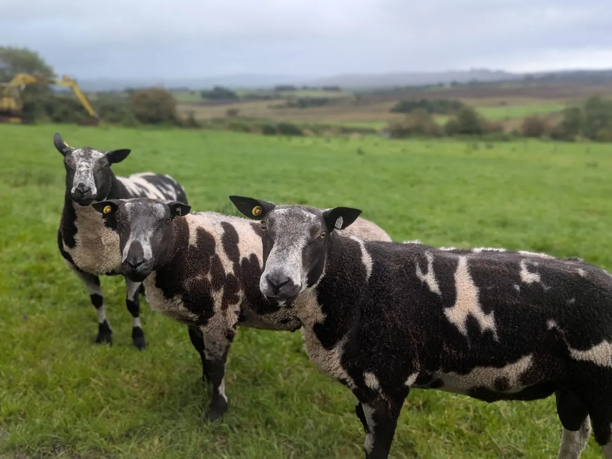 Ram  Dutch spotted - Image 1