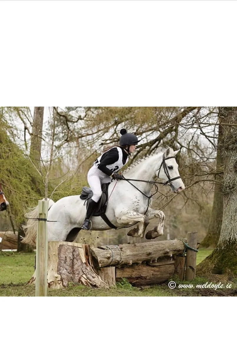 Pony For Sale - Image 1