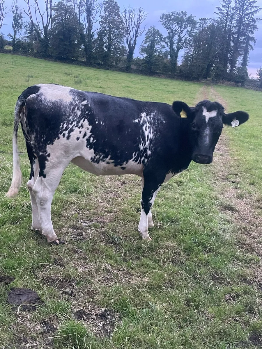 BB heifers - Image 2