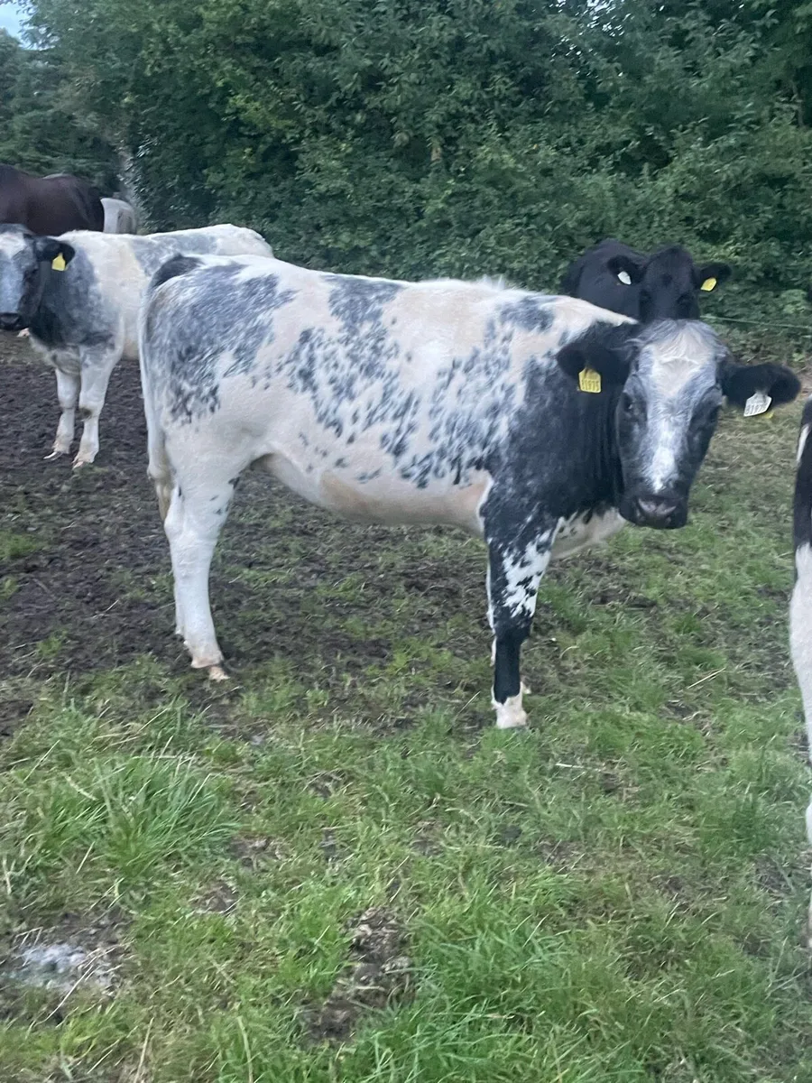 BB heifers - Image 3