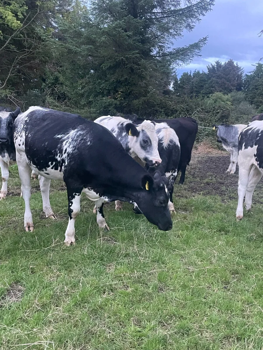 BB heifers - Image 4