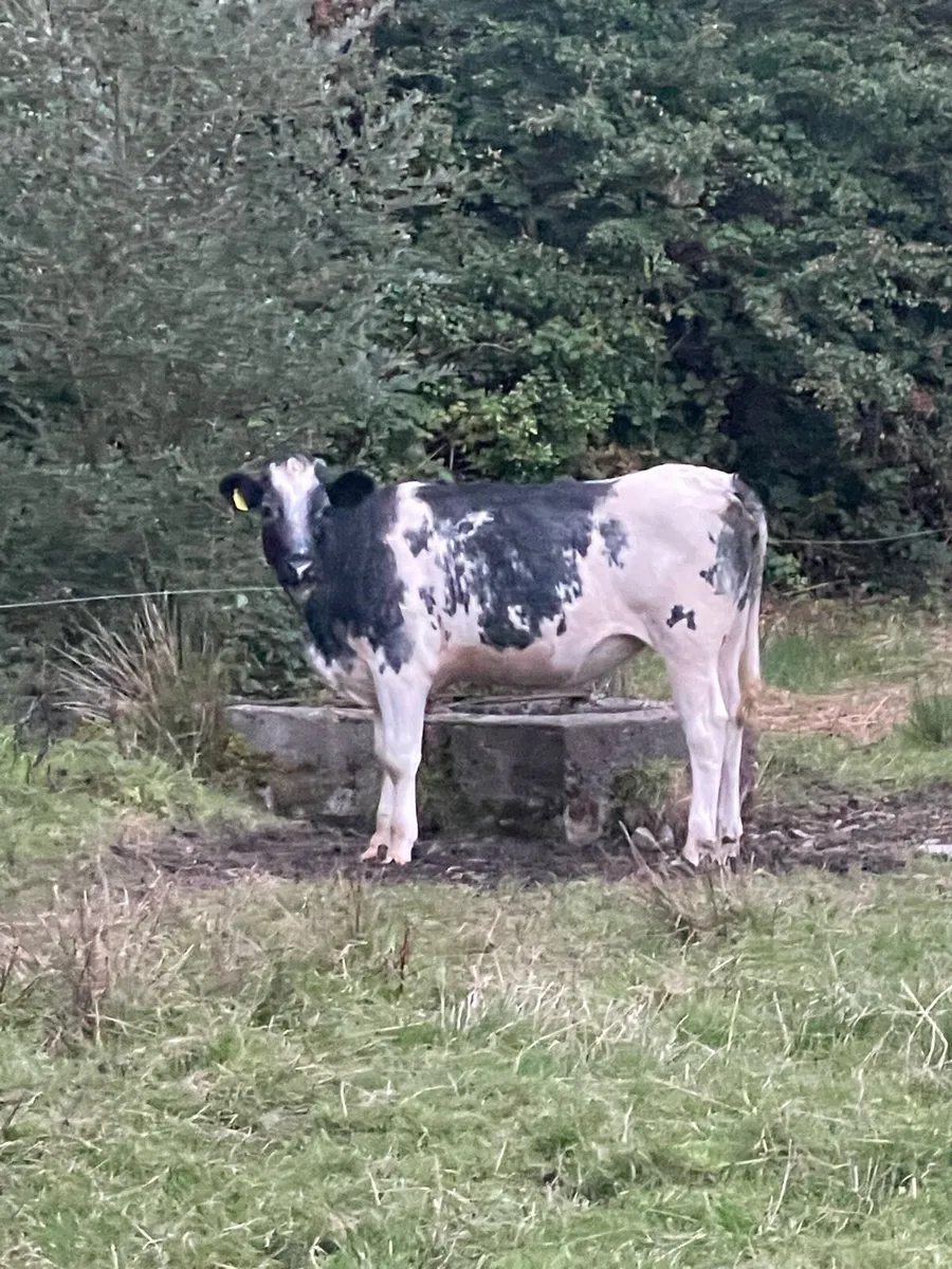 BB heifers - Image 1