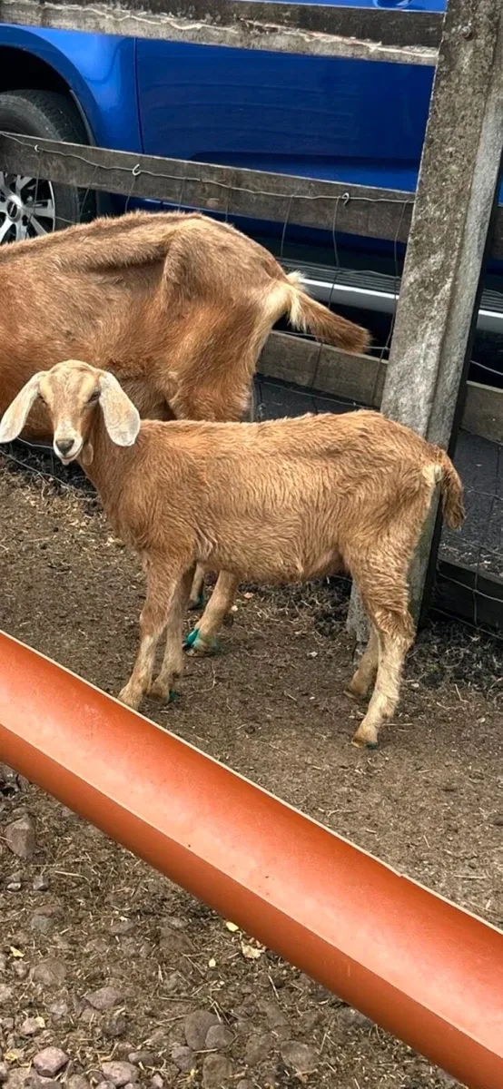 Goats - Image 4