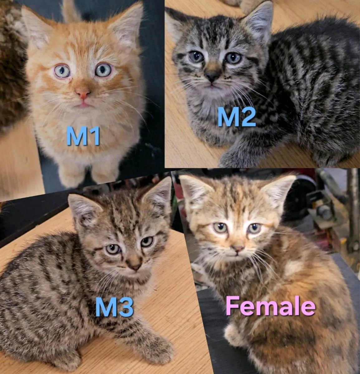 Kittens - Image 2