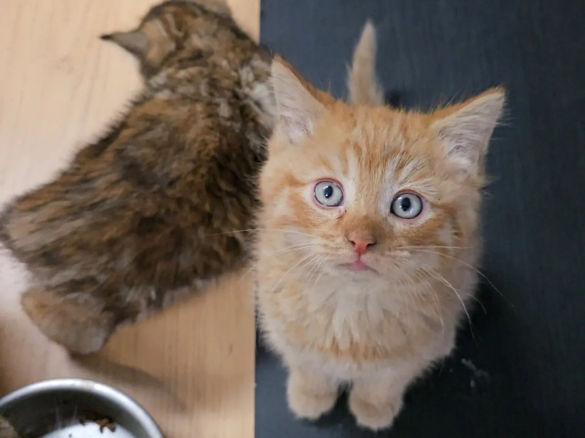 Kittens - Image 3