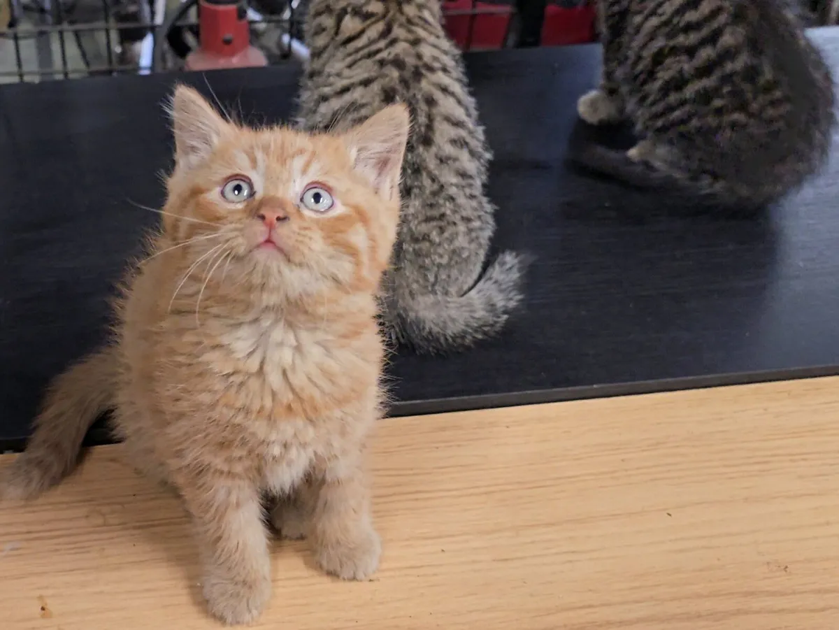 Kittens - Image 4