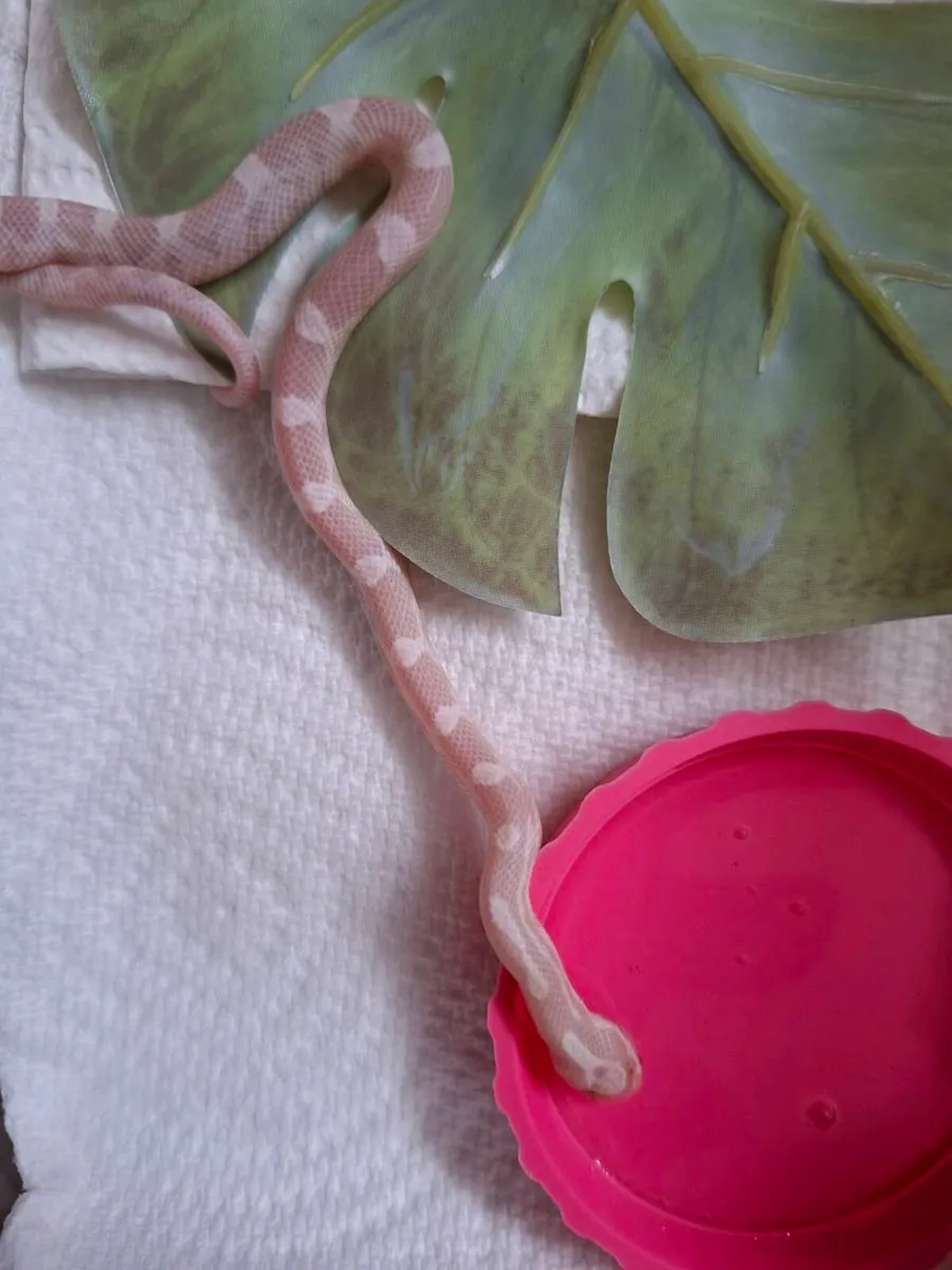 Hatchling corn snakes - Image 3
