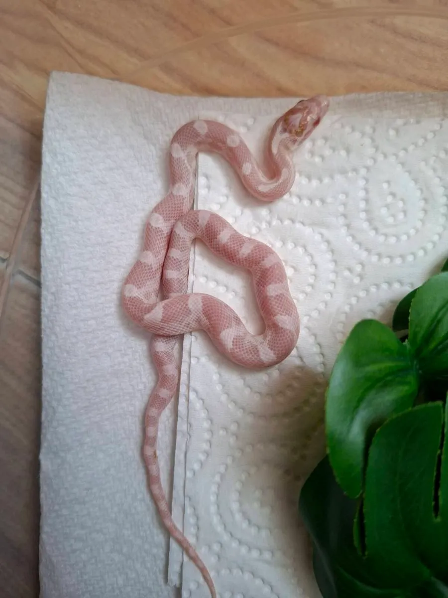 Hatchling corn snakes - Image 1