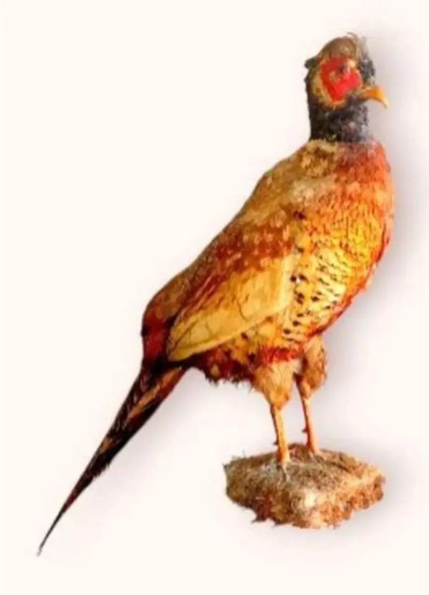 Vintage Taxidermy Pheasant Mount - Image 2